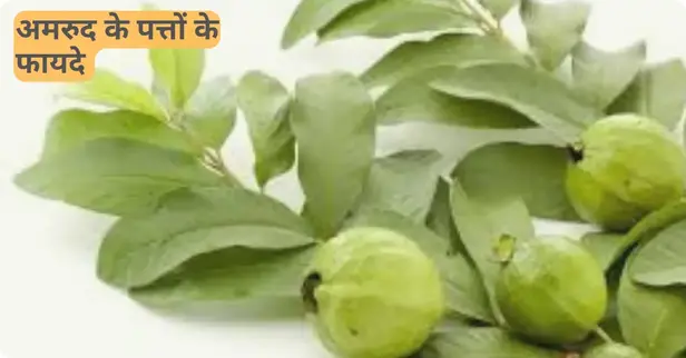 अमरूद के पत्ते खाने के 20 बेहतरीन फायदे 7 benefits of guava leaves in hindi