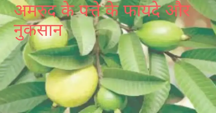 अमरूद की पत्तियाँ: जानें क्या है इसके फायदे और संभावित नुकसान 12 amrud ke patte ke fayde aur nuksan